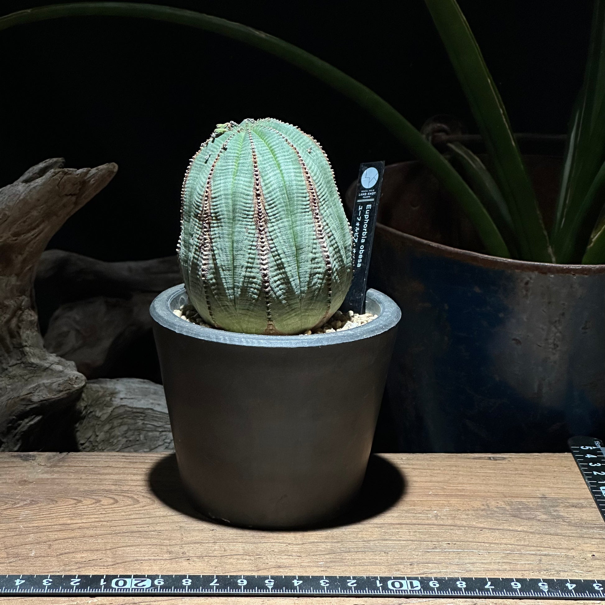1点物】ユーフォルビア オベサ | Euphorbia obesa | YF04 – LAND KNOT 1点物】ユーフォルビア オベサ | Euphorbia obesa | YF04 – LAND KNOT