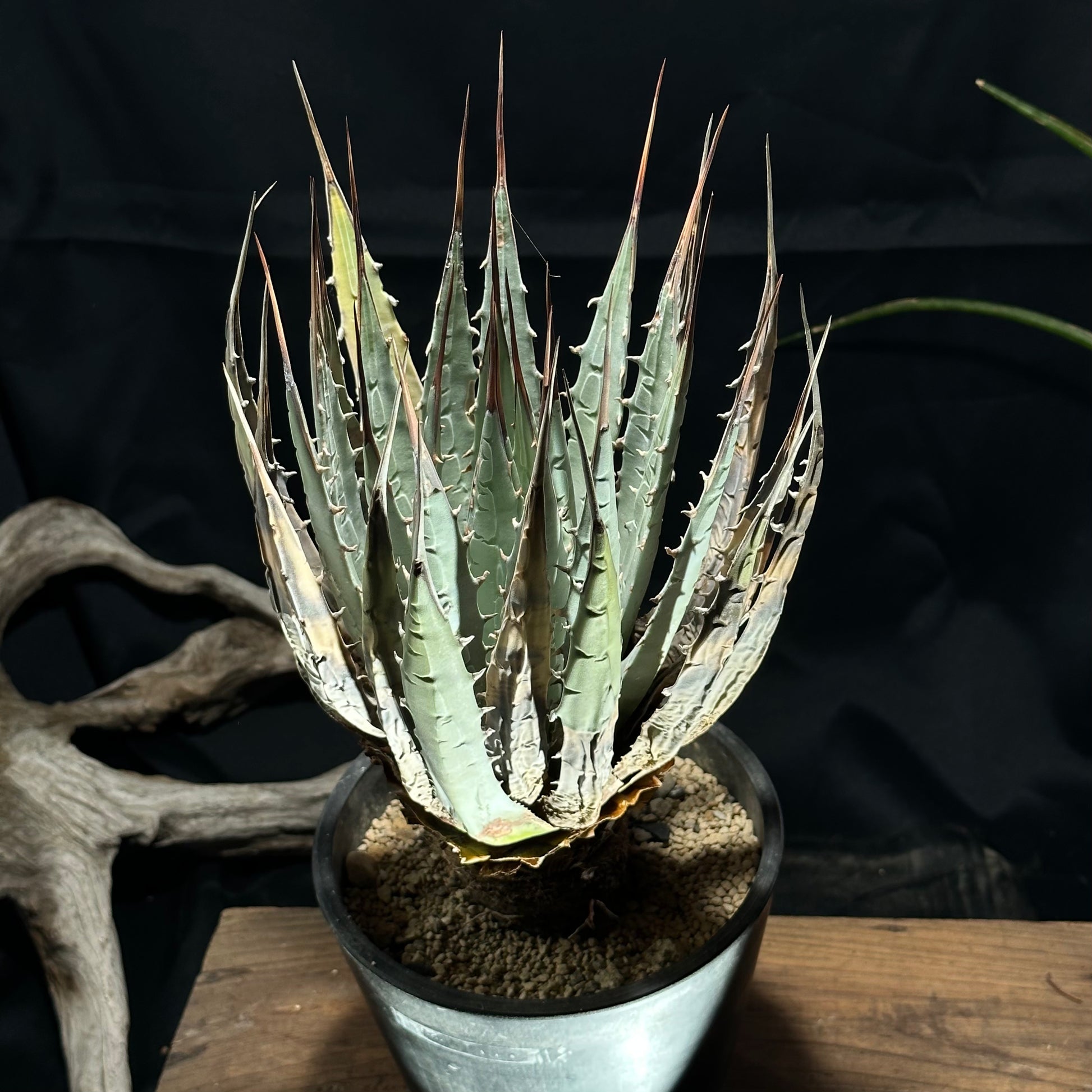 仙渓 超陽炎 ポタトラム×マクロアカンサ×ユタエンシス アガベ 仙渓 超陽炎 ポタトラム×マクロアカンサ×ユタエンシス アガベ