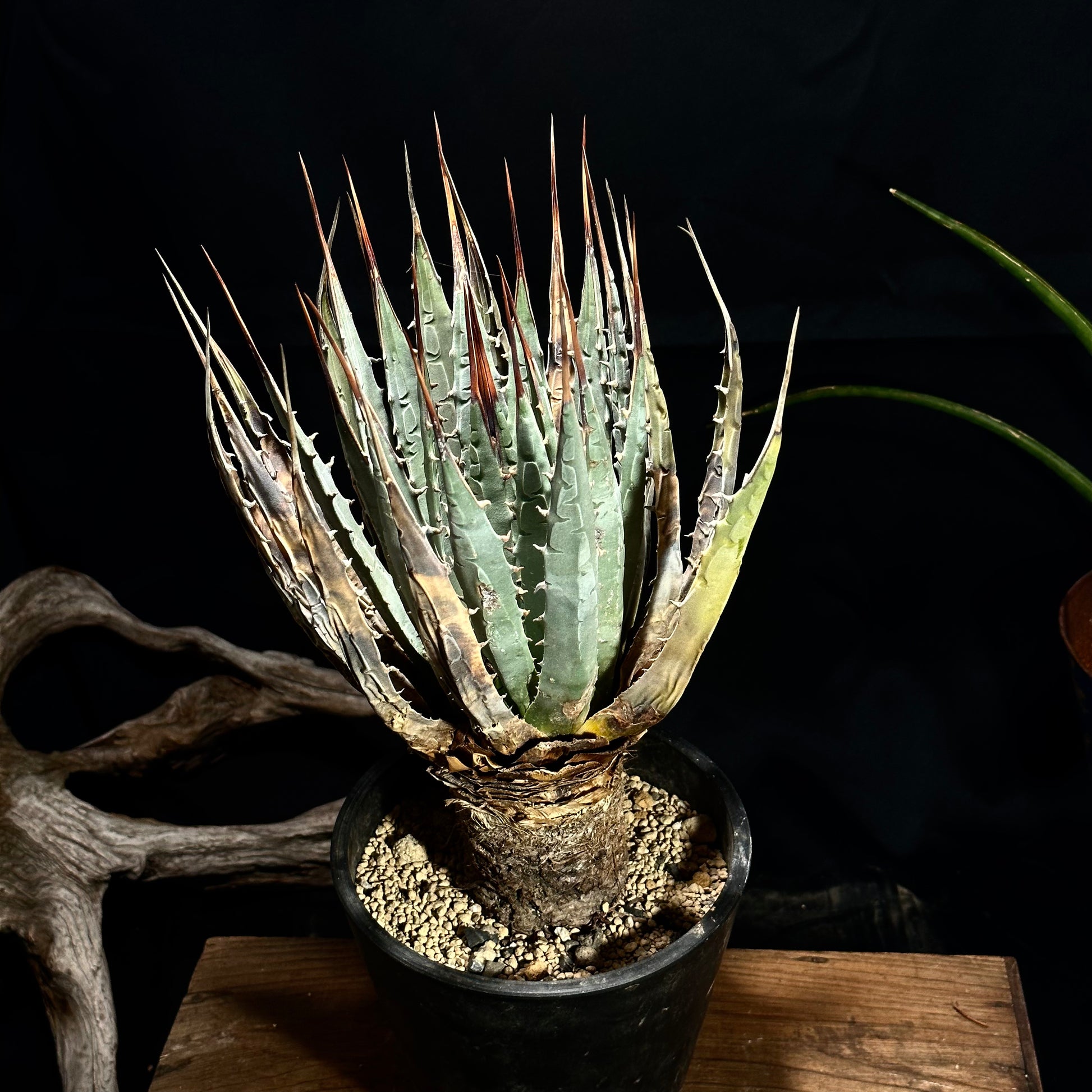 1点物】アガベ・ユタエンシス・エボリスピナ / Agave utahensis var 1点物】アガベ・ユタエンシス・エボリスピナ / Agave utahensis var