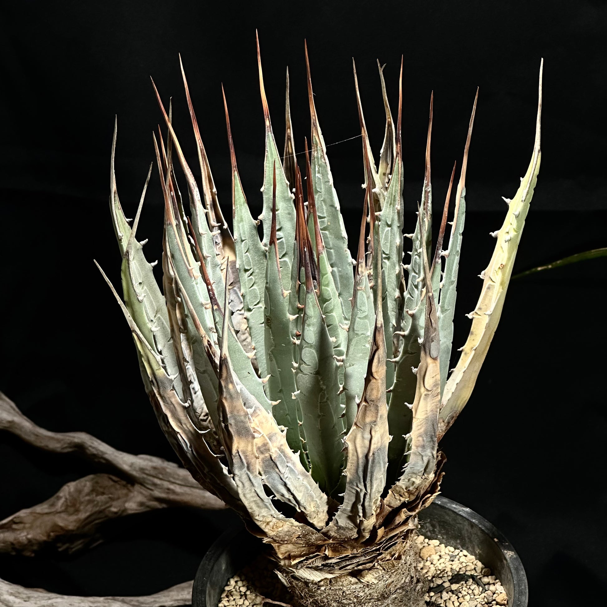 1点物】アガベ・ユタエンシス・エボリスピナ / Agave utahensis var 1点物】アガベ・ユタエンシス・エボリスピナ / Agave utahensis var