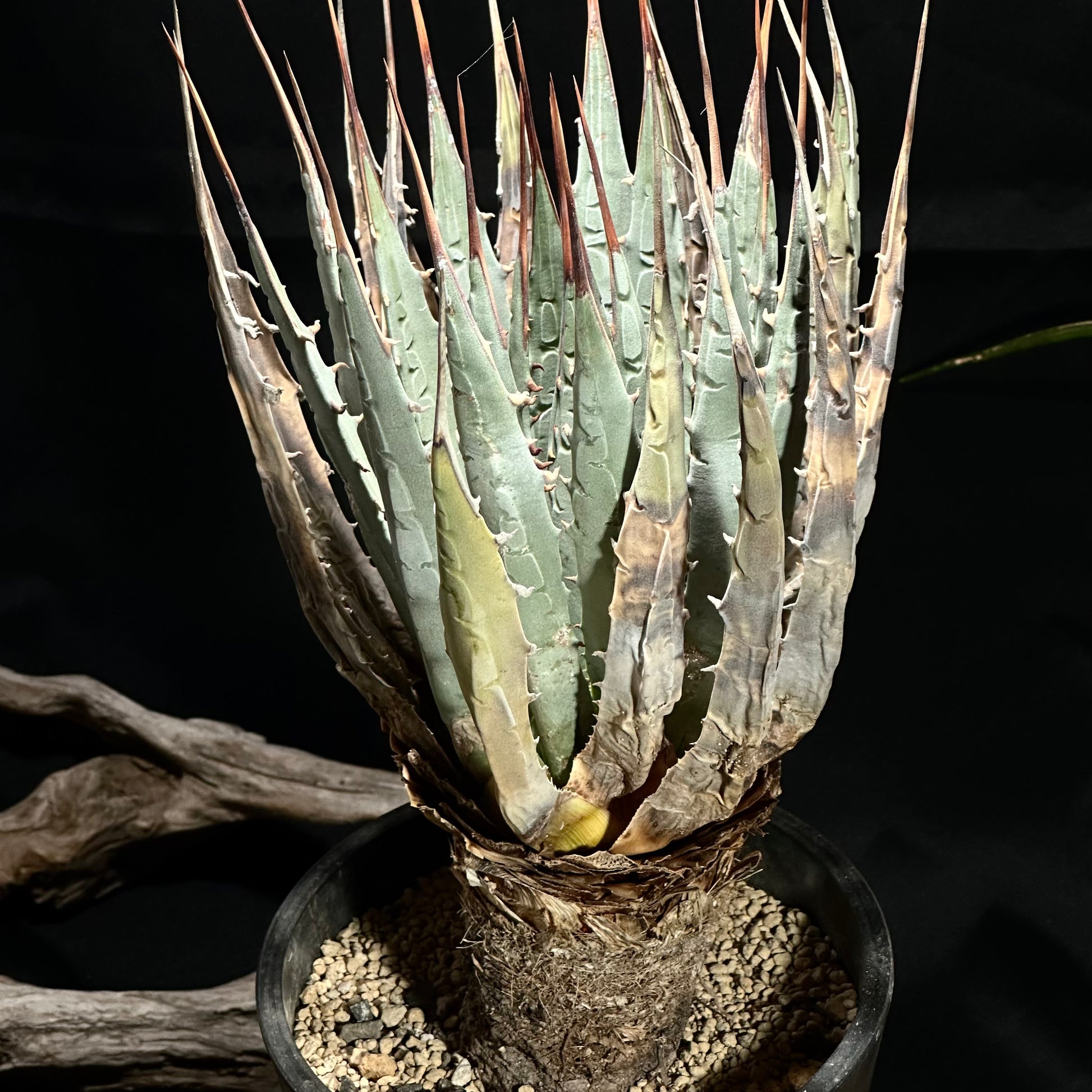 1点物】アガベ・ユタエンシス・エボリスピナ / Agave utahensis var 1点物】アガベ・ユタエンシス・エボリスピナ / Agave utahensis var