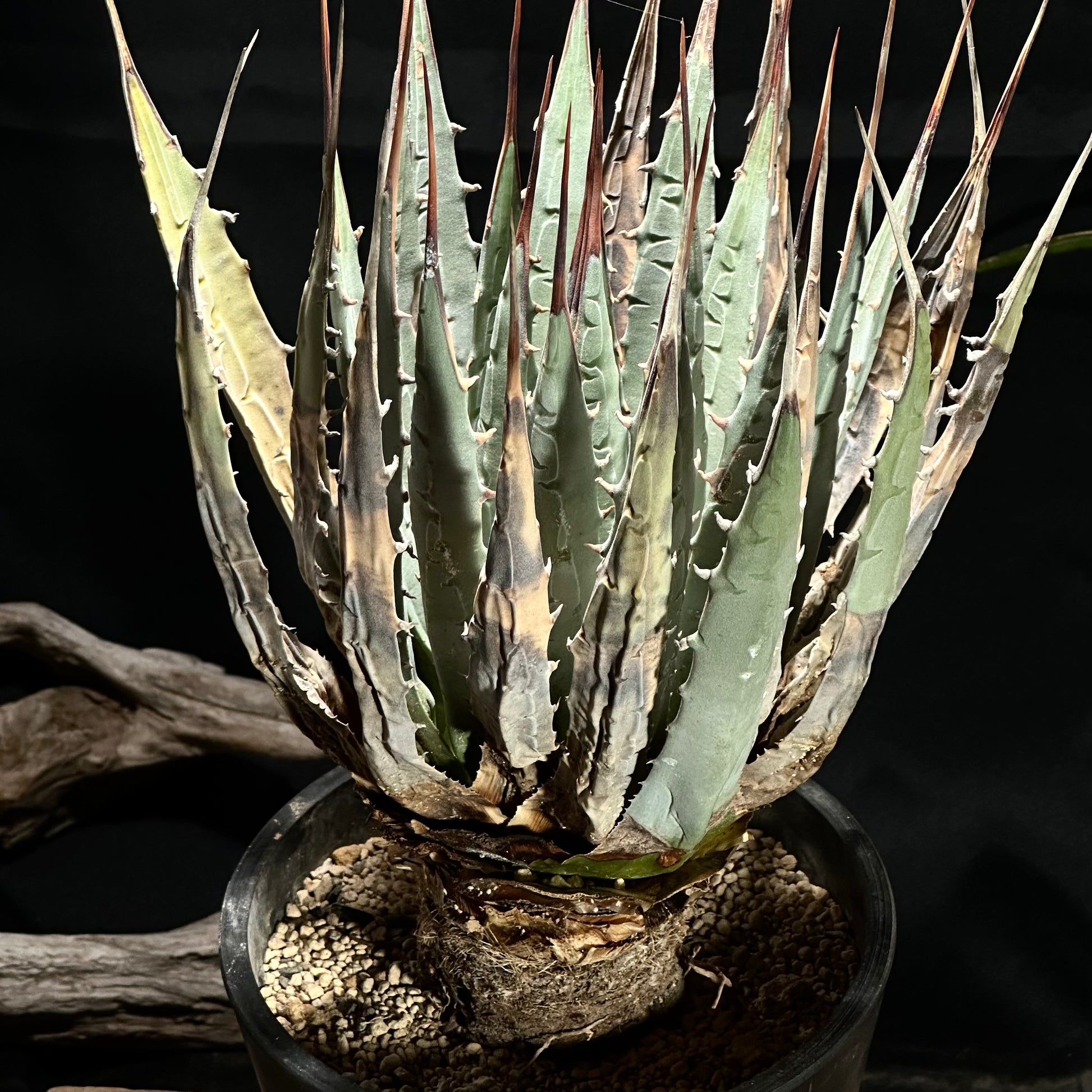 1点物】アガベ・ユタエンシス・エボリスピナ / Agave utahensis 1点物】アガベ・ユタエンシス・エボリスピナ / Agave utahensis