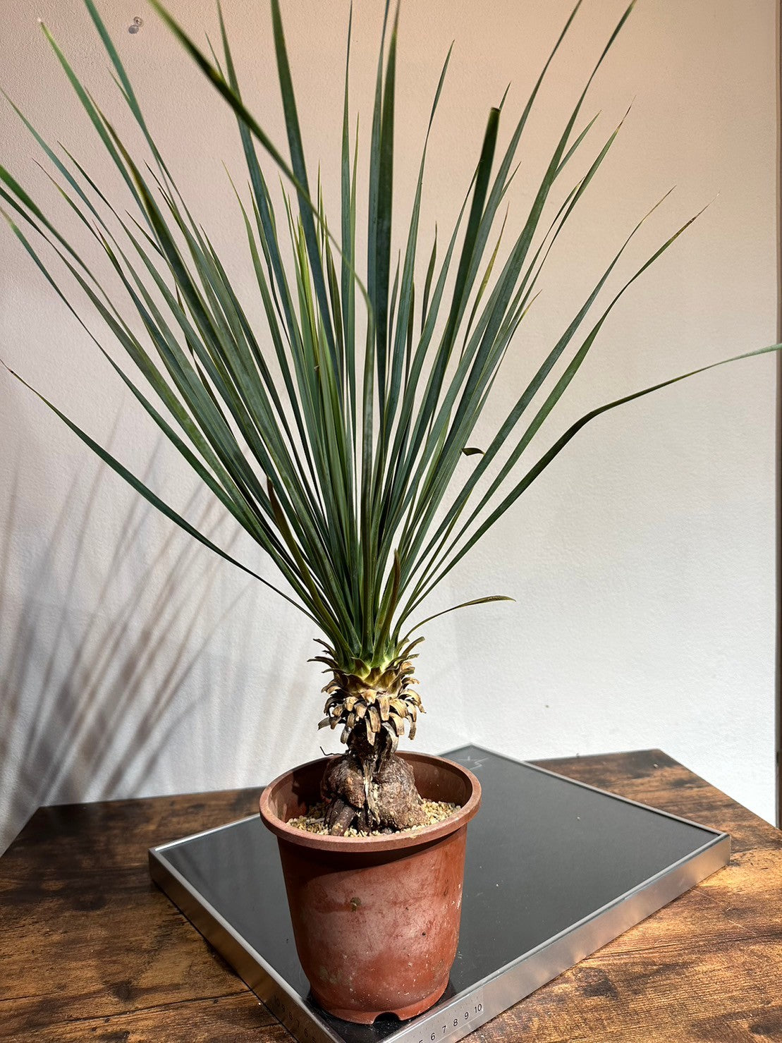 ユッカ ロストラータ(鉢高 70cm) Yucca rostrata #YU01-L – LAND KNOT 