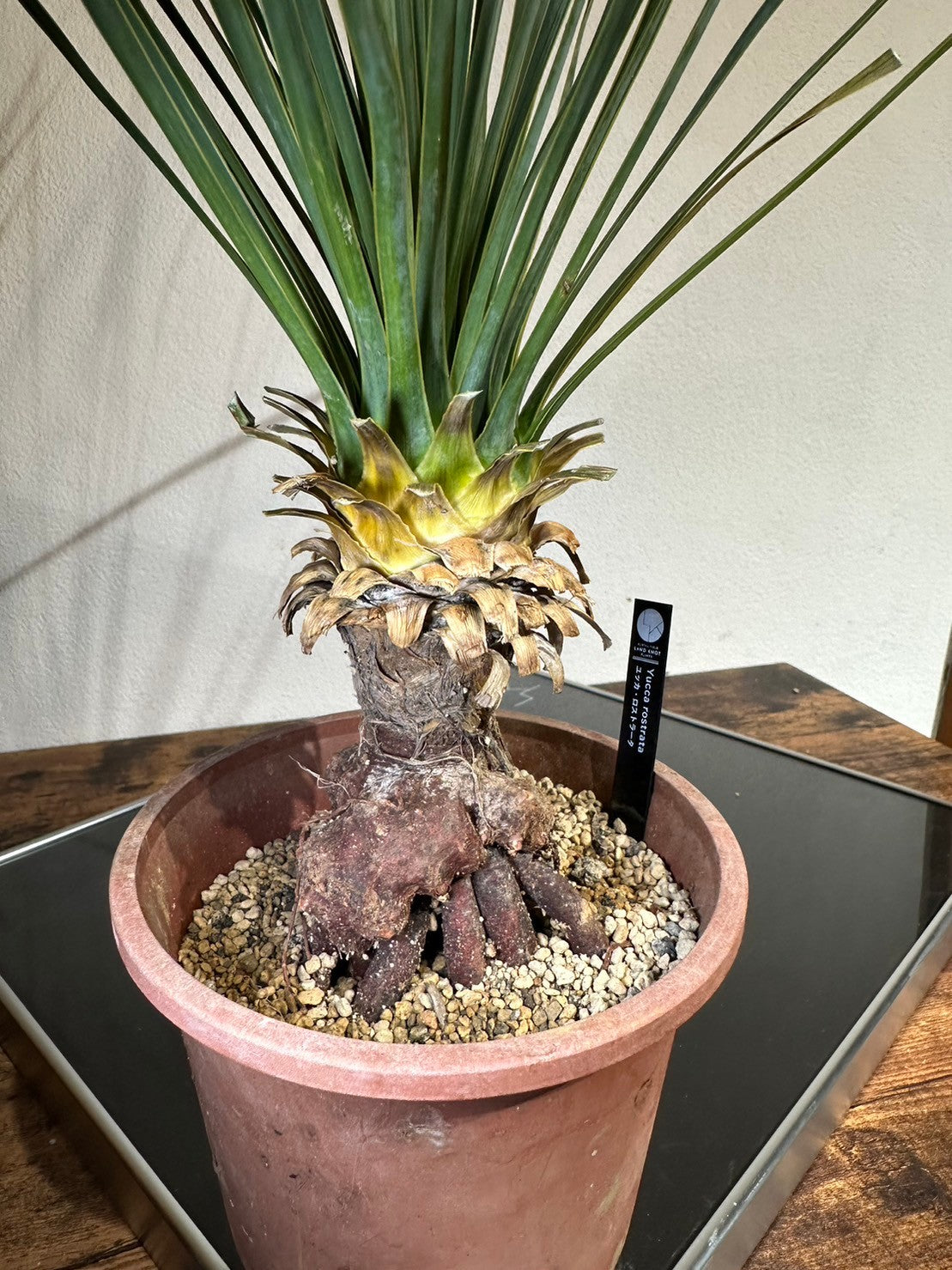 ユッカ ロストラータ(鉢高 70cm) Yucca rostrata #YU01-L – LAND KNOT 