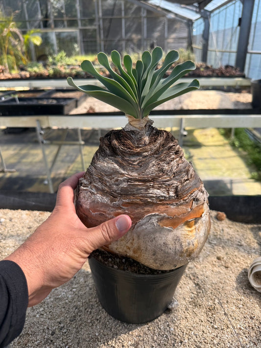 ブーファン ハエマンソイデス