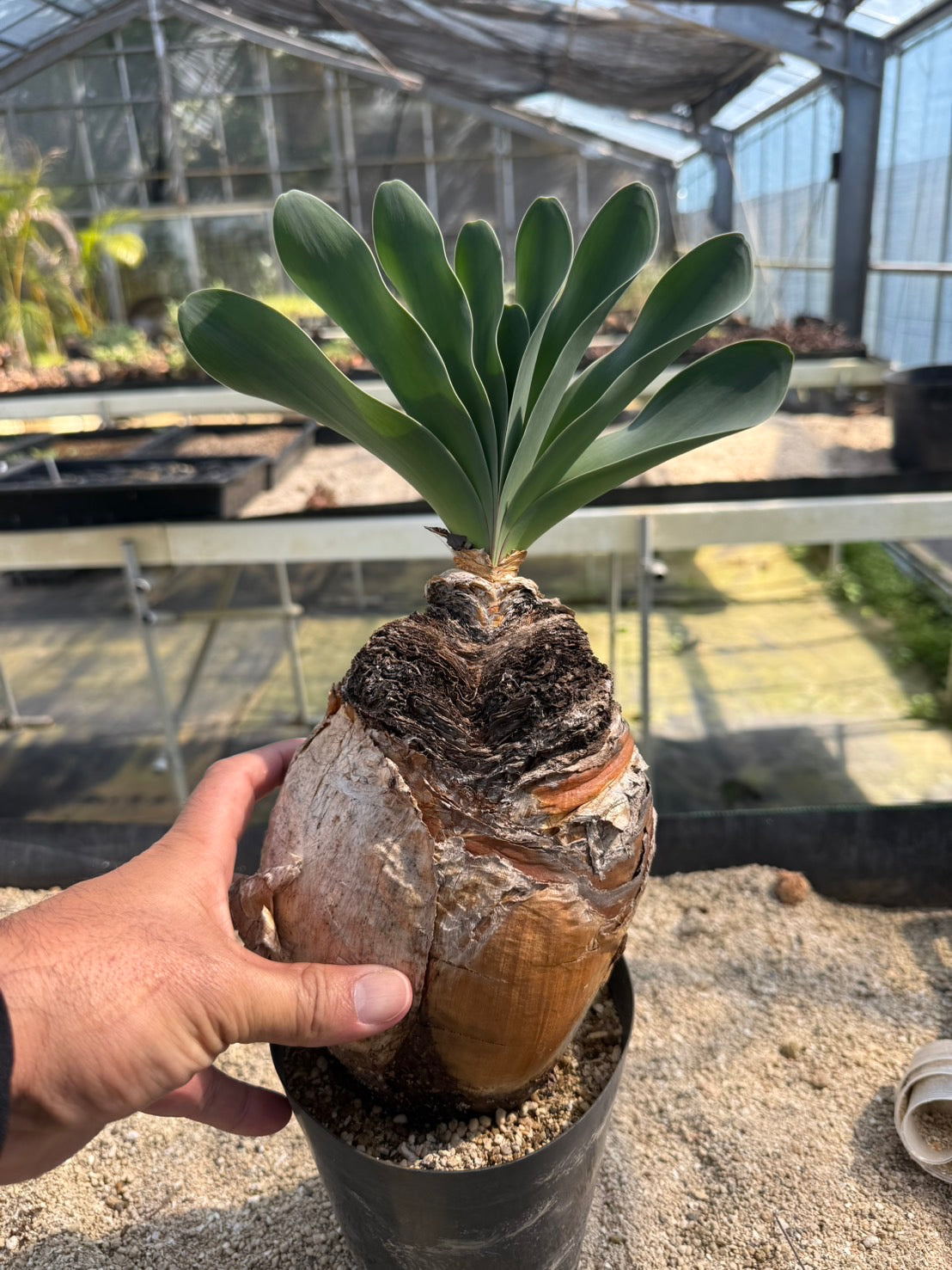 ブーファン ハエマンソイデス