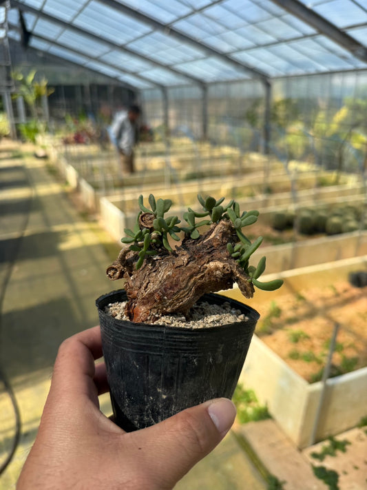 ケラリア ピグマエア（Sサイズ）