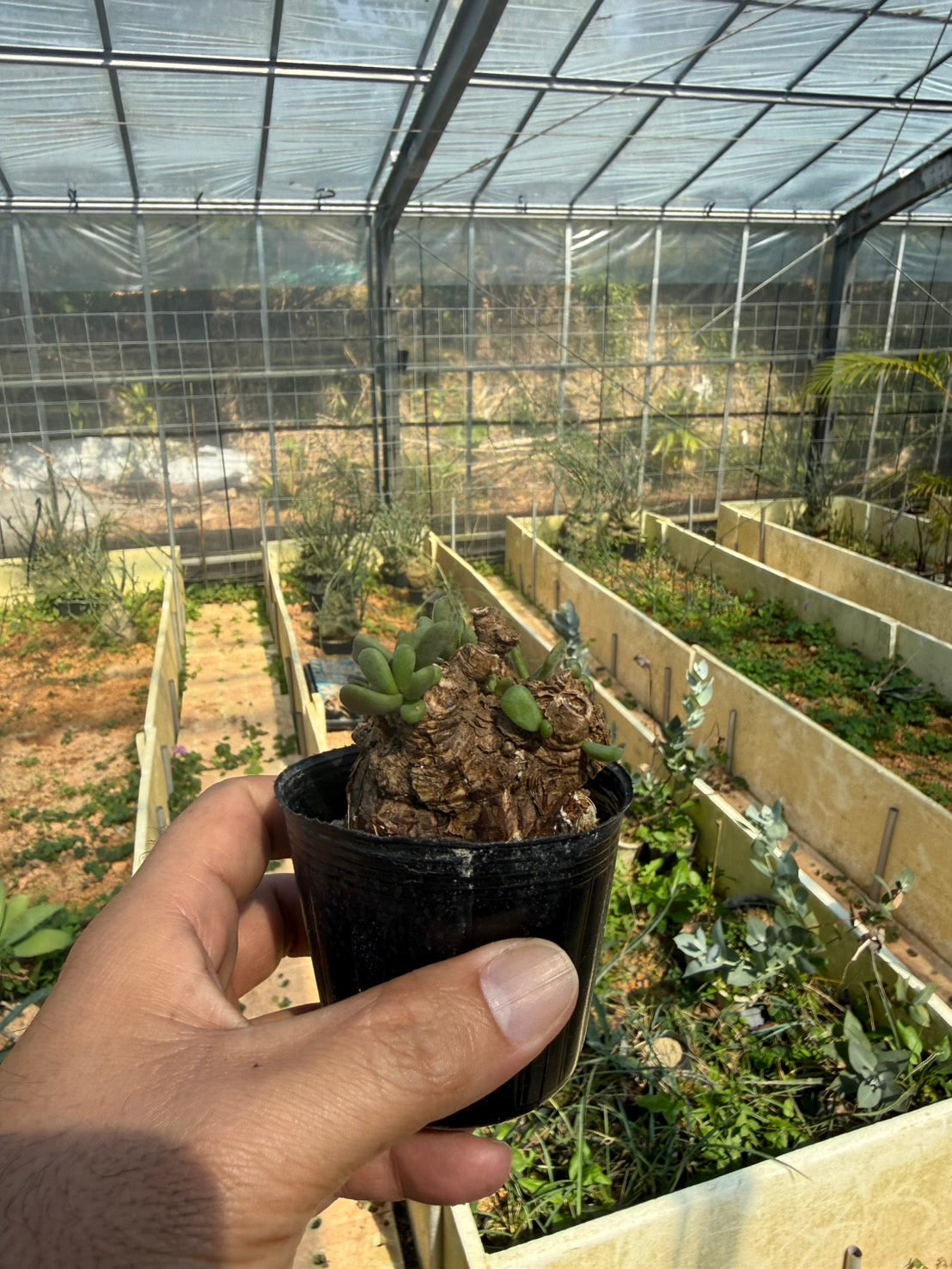 ケラリア ピグマエア（Sサイズ）