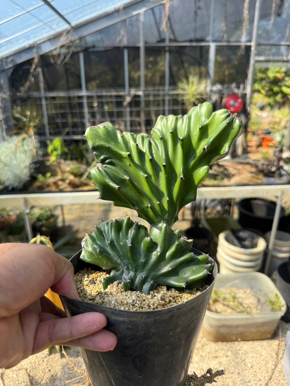 ユーフォルビア ラクテア セッカ