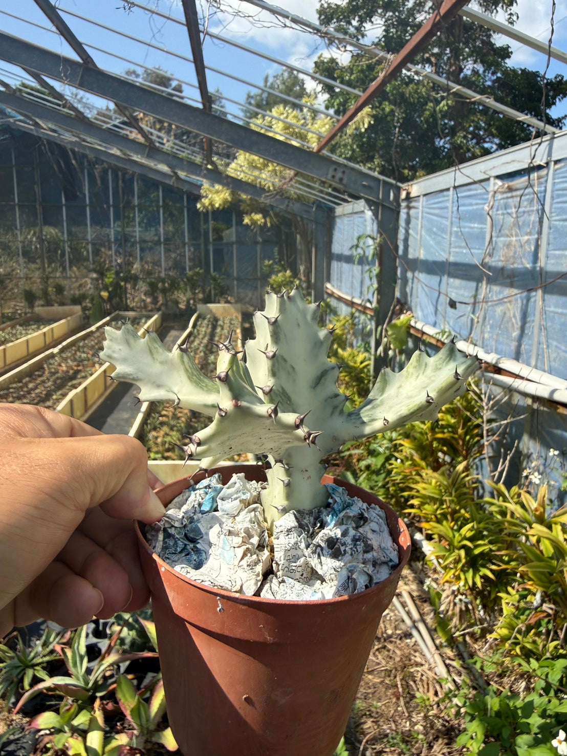 ユーフォルビア ホワイトゴースト（Ｓサイズ）