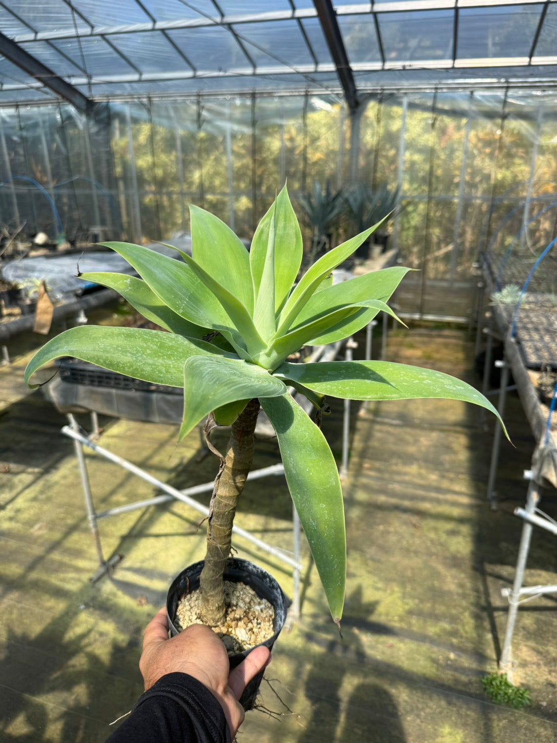 アカベアテナータ アガベ アテナータ （幹立タイプ） – LAND KNOT PLANTS