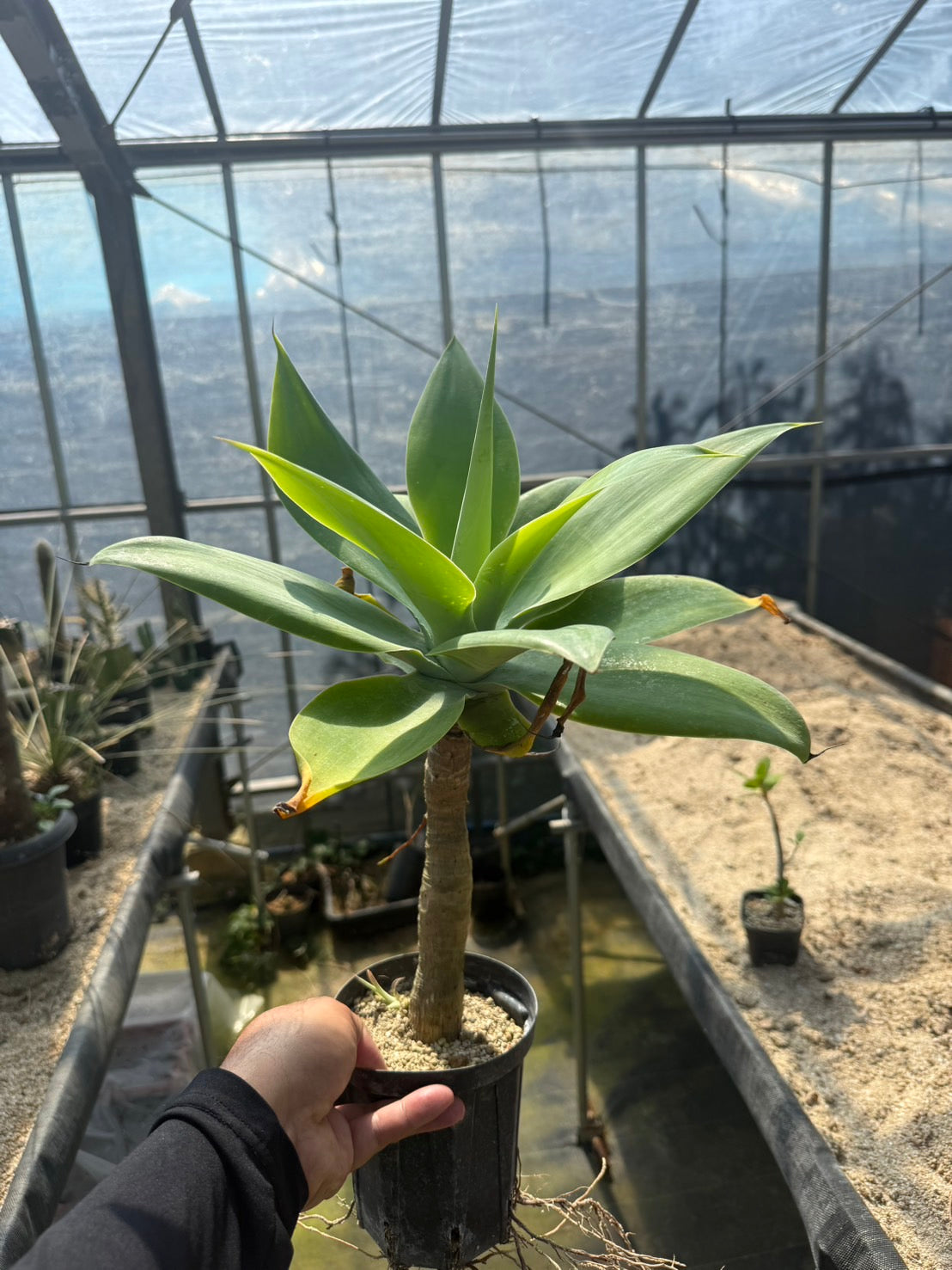 アガベ　アテナータ錦　　大株 セール‼︎ 大株です！ 幹立ち アガベ『アテナータ』 | Planet Plants