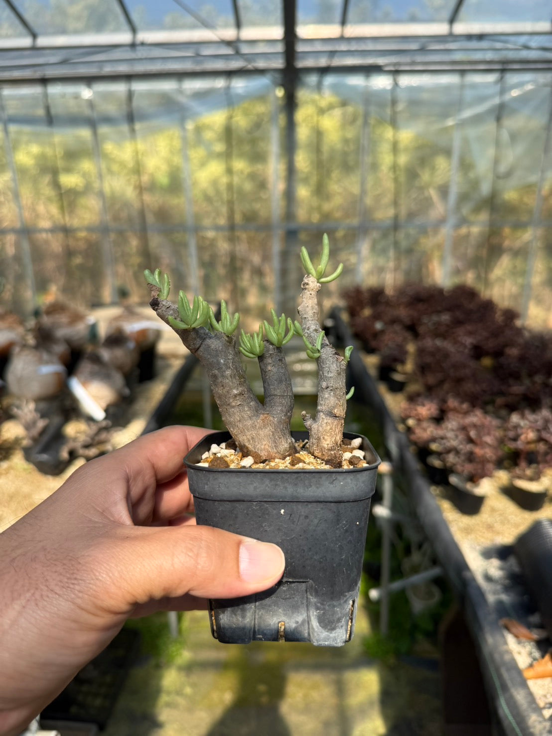 オトンナ ハリー