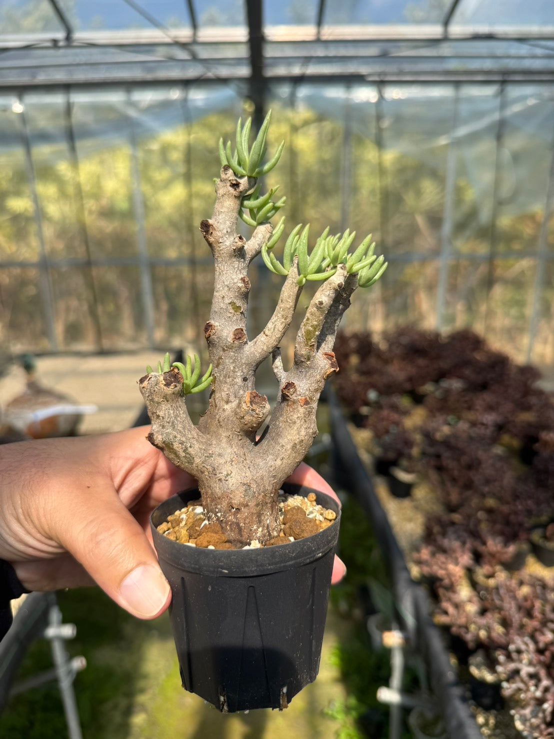 オトンナ ハリー